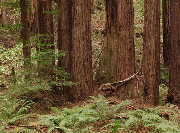 So, how do Coastal Redwoods get so big?